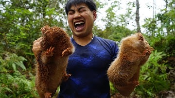 Đào Dúi Rừng Kinh Điển Nhất Mọi Thời Đại | Mùa Săn Dúi Rừng