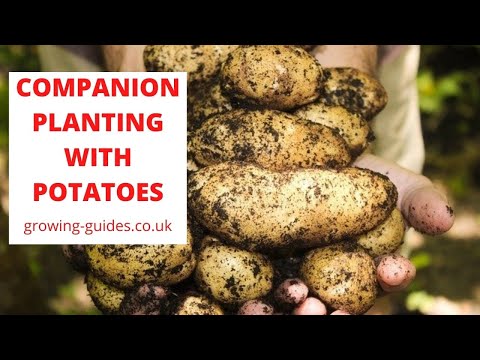 Video: Companion Planting With Potatoes