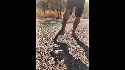 SAVING A PYTHON FROM BEING RUN OVER ON THE GIBB RIVER-WYNDHAM ROAD IN THE KIMBERLEY//#SHORTS