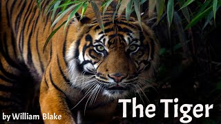 The Tiger - William Blake