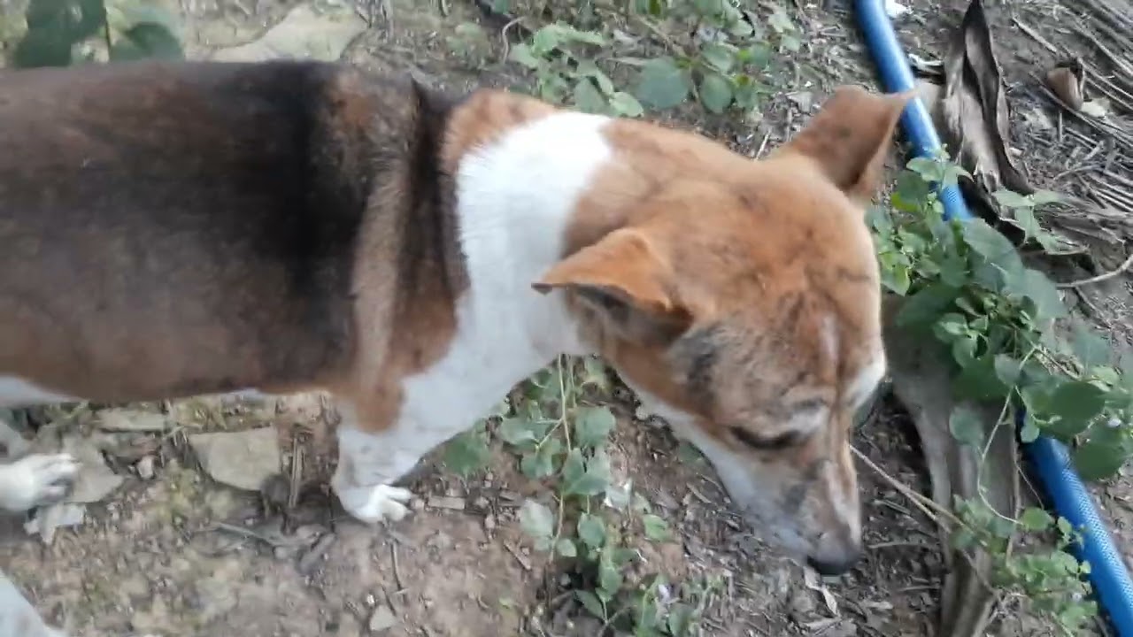 Anh em nhà đom đóm vui đùa một buoi chiều cac ban xem tap tiep theo nhé 