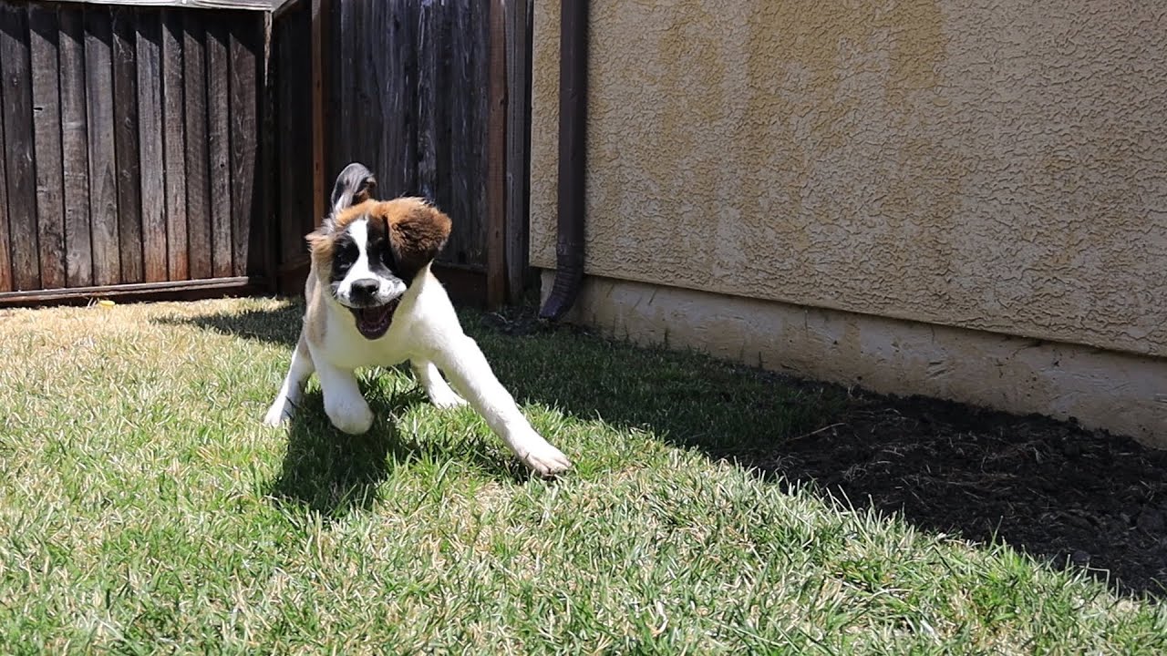Sandy the St. Bernard Puppy gets the Zoomies! Oshies World YouTube
