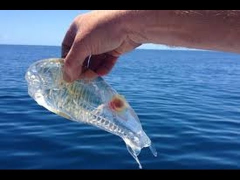 top 10 amazing transparent animals from around the world youtube