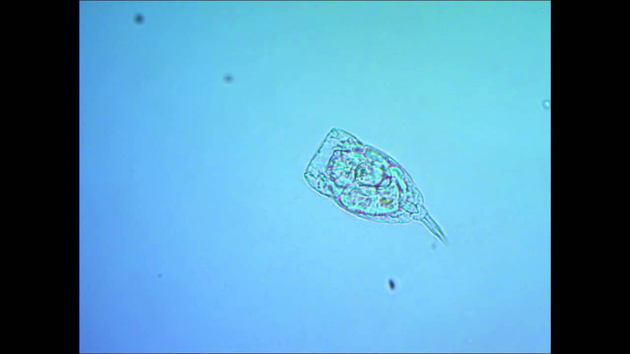 Коловратка Филодина (Philodina roseola)