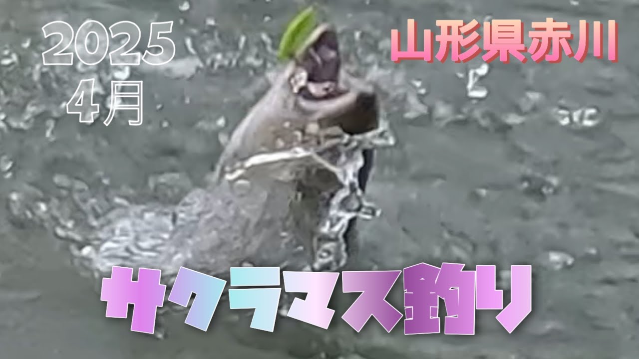 【山形県赤川サクラマス釣り(4月)釣りブログ#37】#サクラマス #サクラマス釣り