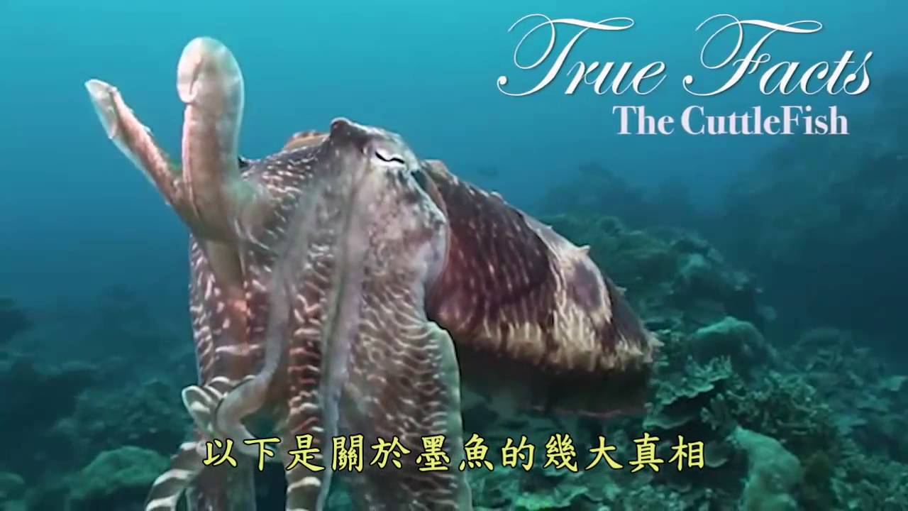[中文字幕]有關墨魚的幾大真相True Facts About The CuttleFish - YouTube