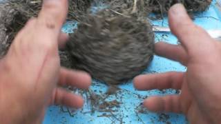 Barn Swallows nests