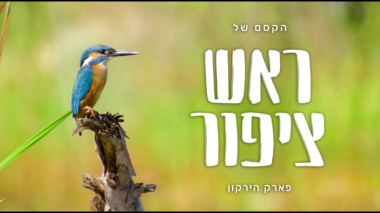מרכז הצפרות, ראש ציפור | פארק הירקון - גני יהושע