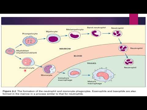 Monopoiesis & Lymphopoiesis-[Stages of Maturation]