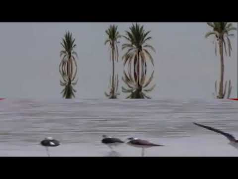 الطيور المهاجرة