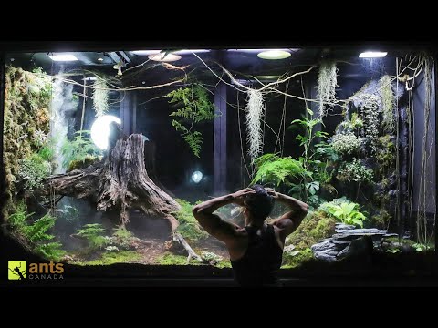 A Mantis Mating Disaster & Crisis in My Giant Rainforest Vivarium