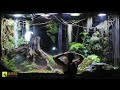 A mantis mating disaster  crisis in my giant rainforest vivarium