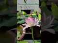 WOW❗❗ Amezing Micro Lotus Blooming 🪷🩷🩷 lotus garden jaipur -9950142501