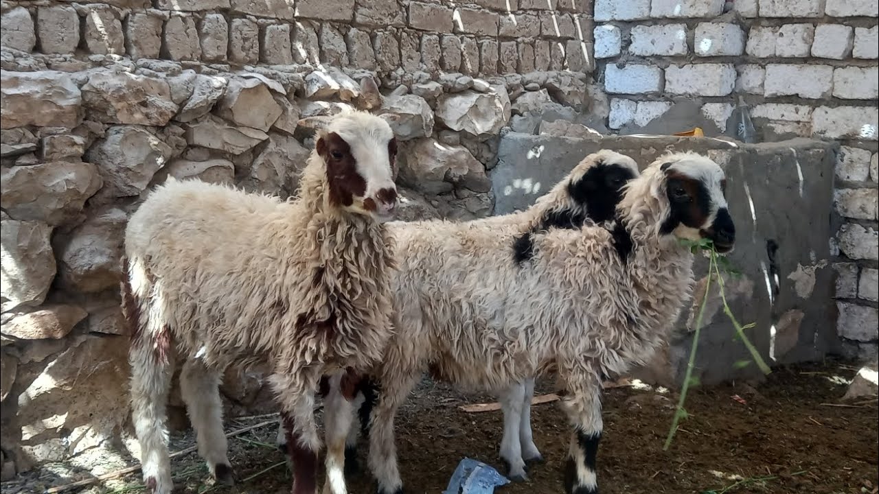 اتفرج على اجمل ثلاث خرفان باقل الاسعار01121773748(٣/١٠)