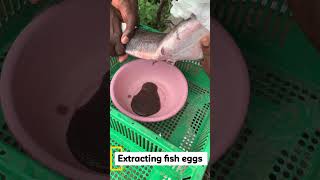 Extracting fish eggs for AI