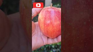 How to Select Fresh Apple 🍎#apple #shorts #tips #howto #healthyfood #fruit