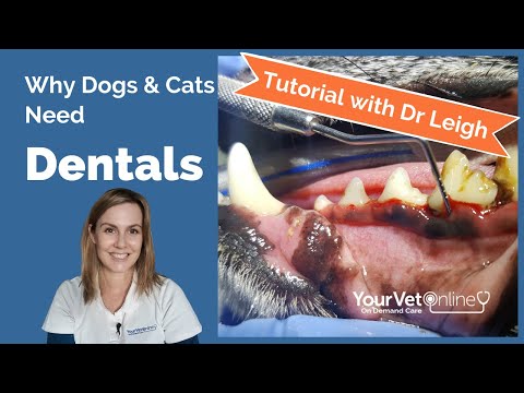 What Vets Do In Dog & Cat Dentistry Treatments | Tutorial | Your Vet Online thumbnail