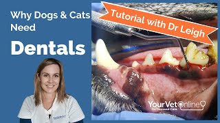 What Vets Do In Dog & Cat Dentistry Treatments | Tutorial | Your Vet Online Dogs Cats Dental Anatomy