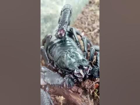 императорский скорпион - YouTube