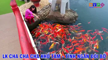 LK. CHA CHA CHA KHỔ TÂM. MC THANH NGÂN