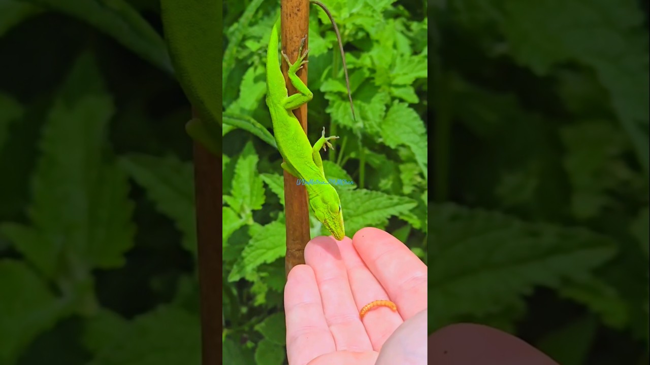 Джон Хэмм, Ящер, захватывает власть! 🦎😂"