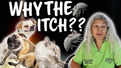 Itching and Scratching