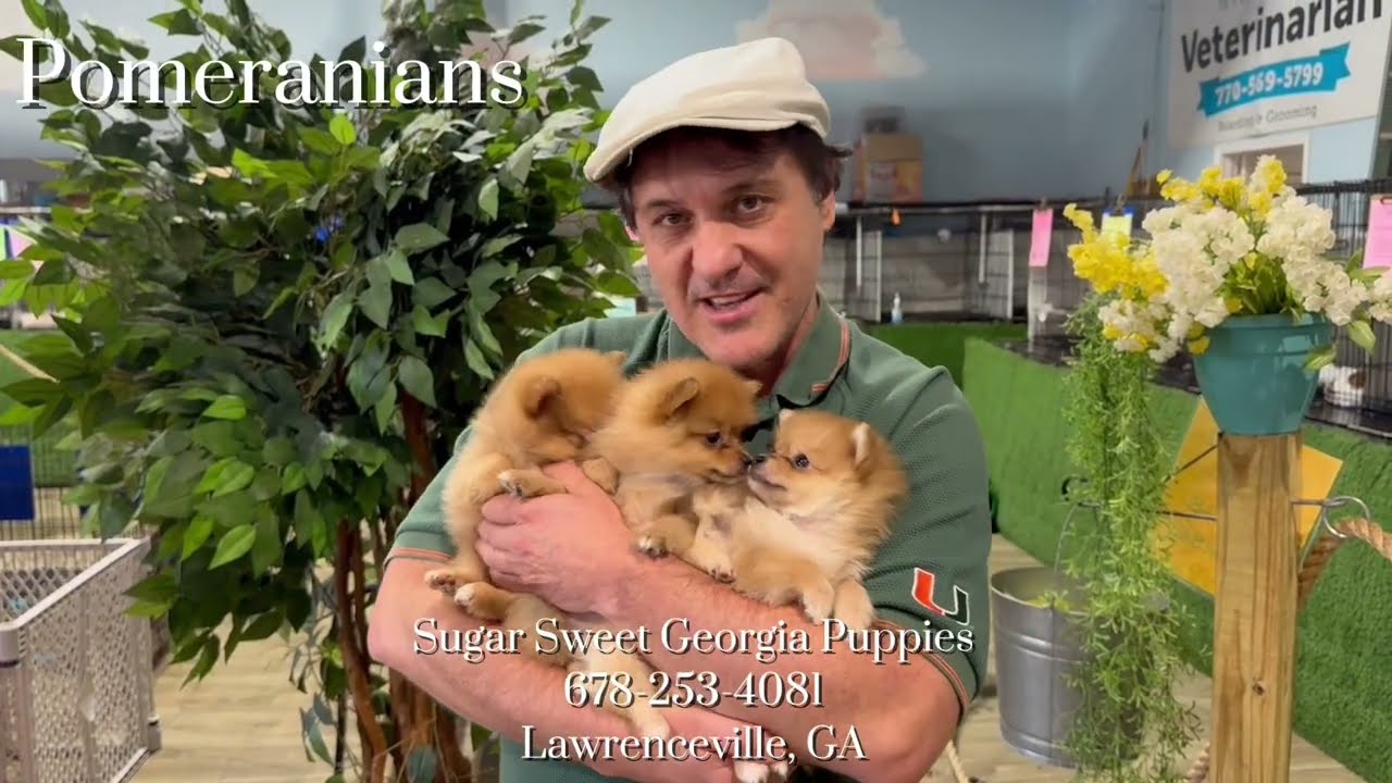 Puppies For Sale Poodles, Shih Tzu, Boston Terrier, Pomeranian, Yorkie, Cavapoos and MORE!