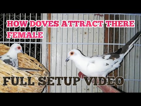 Diamond doves, Pide Doves And White Tail dove Breeding Setup 