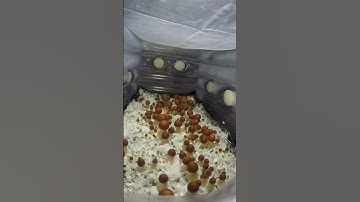 This time-lapse was taken over 6 days with a GoPro. 🎥🍄