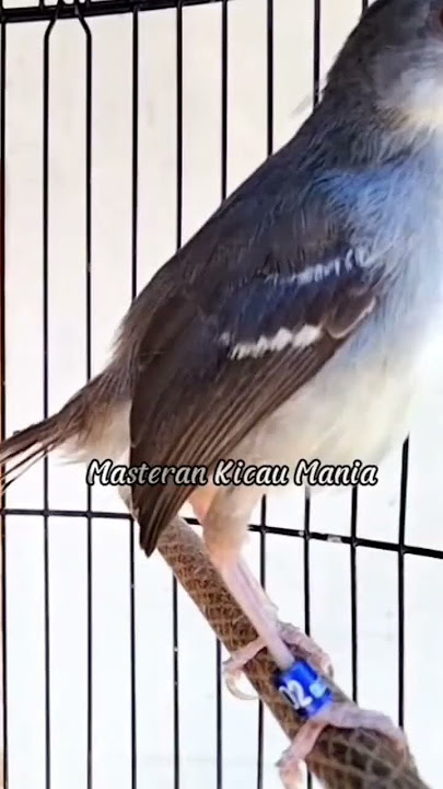 ciblek ngebren rapet ak 47