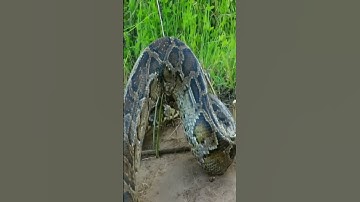 Snake Trap Catch Big SnakeCambodia Wildlife #shorts @rajeshcreated