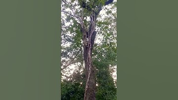 monkey climb up the tree so high fast#guenon #ลิง #monkey #subscribe #shorts