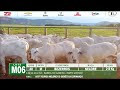 LOTE M06