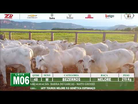 LOTE M06