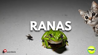 Video para #gatos - #Rana