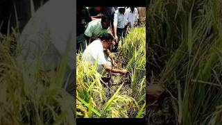 Market Aki Dhanush 🌾🌾🌾 #funny #campping #lovesong #bushcraftcamping #comedy #mangovarieties #fruit
