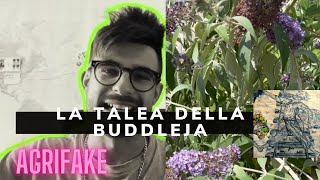 LA TALEA DELLA BUDDLEJA, LA PIANTA DELLE FARFALLE