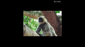 DIFFERENT  SOUND OF LION  TAILED MACAQUE@ DRSKSINGH CHANNEL JAI SHREERAM