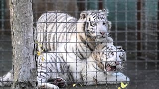 Эти два привезенных тигренка очень любят посетителей! Редчайшие белые тигры в Тайгане