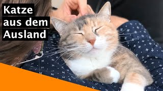 Wie ich zur Katze kam - Introcat‘s Geschichte