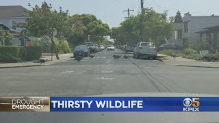 Drought Emergency: Dry Conditions Sending Wildlife Into Bay Area Neighborhoods