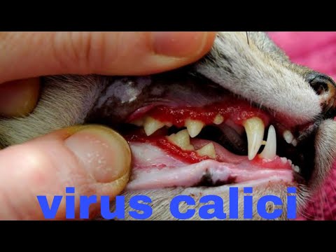 Video: Jangkitan Calicivirus Pada Kucing