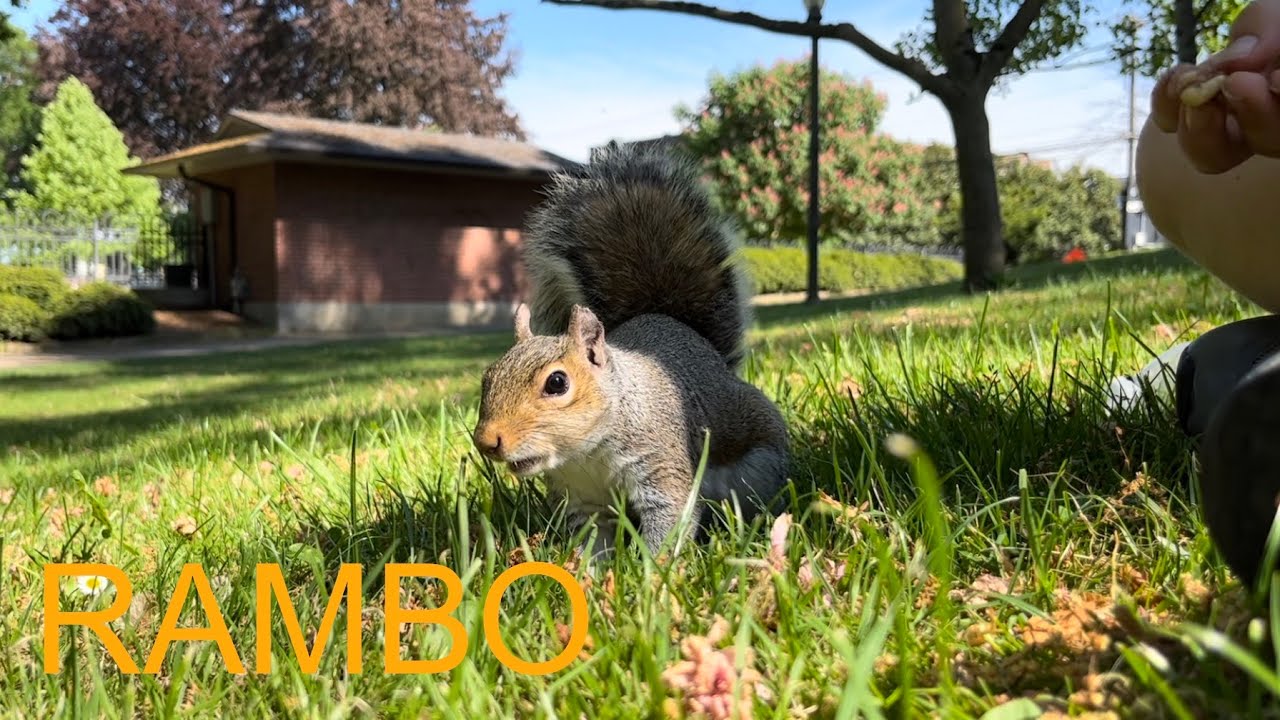 Squirrel Rambo Squirrel: making new friends - RAMBO with Audrey - Tacoma Washington ...
