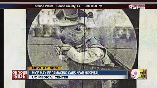 Wanted Car-Eating Mice