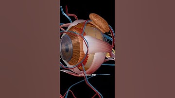 Eye Anatomy - 3D Medical Animation #shorts