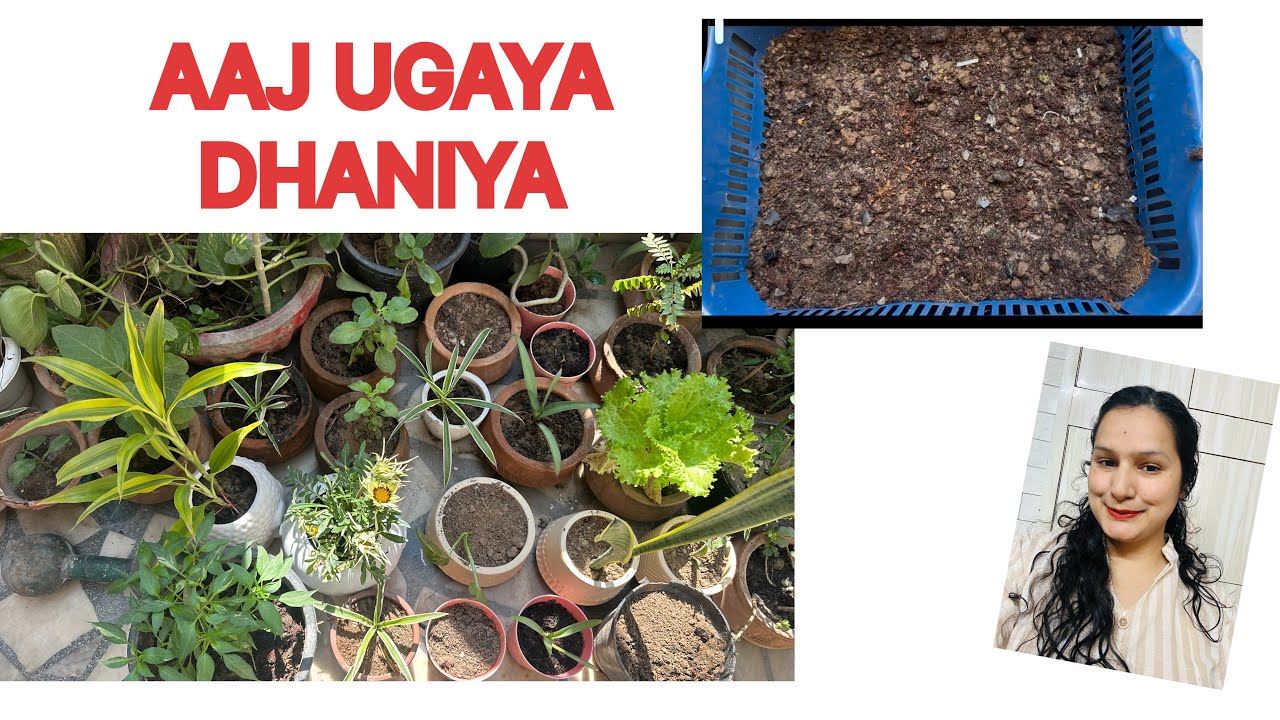 Dhaniya ugane ka naya tarika#youtuber #gardening #ihavethisthingwithplants 