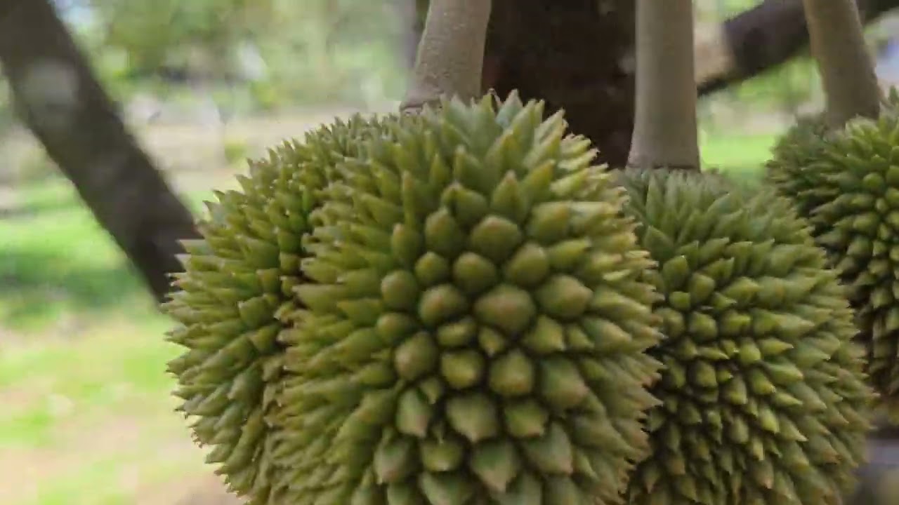 มาชมสวนพี่หาญ ล่าสุด[21/2/67]