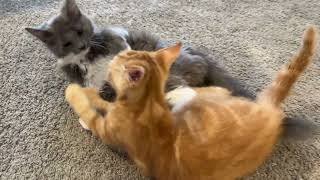 Meet Chanal & Bird, Cute Kittens! by The Juice Productions  1,517 views 9 months ago 1 minute, 12 seconds