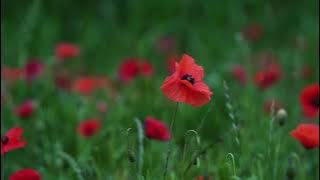 Background Pemandangan Bunga Tanpa Suara no copyright HD....