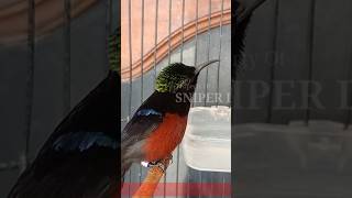 Download Lagu Konin Ngeroll Rapet. MP3